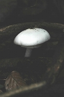 Mtkzvdcg Mtkzvdcg