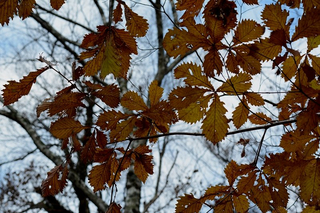 S20131201_085031_2 S20131201_085031_2