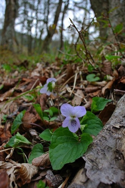 s-2017-04-29_10-07-46.jpg
