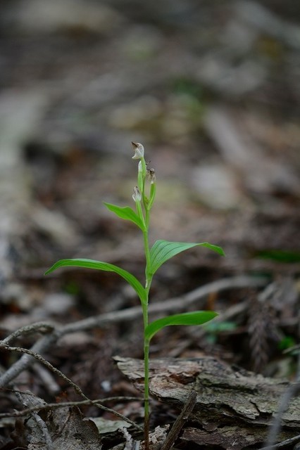s-2017-06-03_12-18-02.jpg