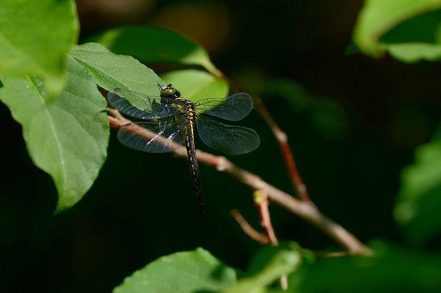s-2017-06-10_08-15-49.jpg
