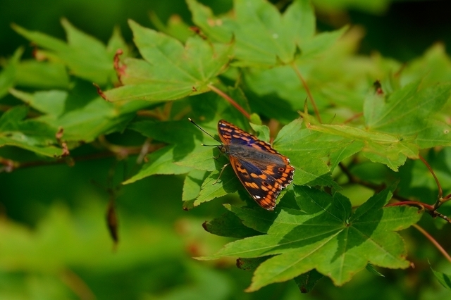 s-2017-06-10_11-22-27.jpg