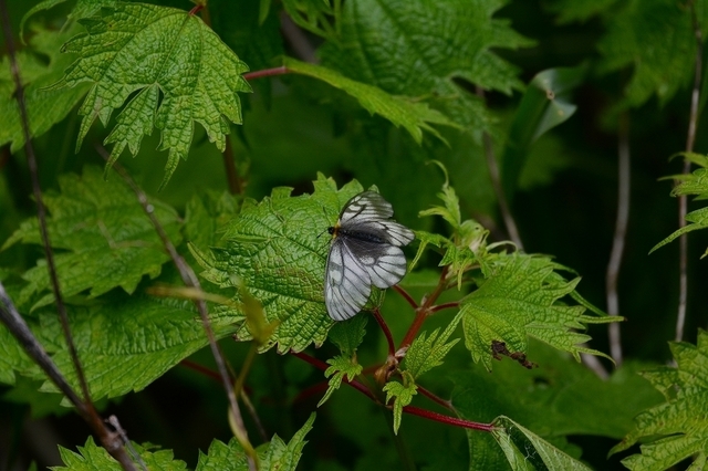 s-2017-06-10_11-54-29.jpg