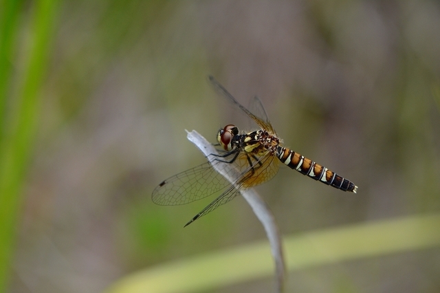 s-2017-06-10_13-31-25.jpg