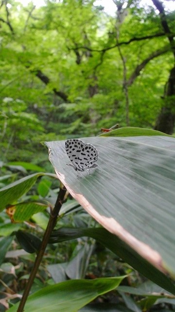 s-2017-07-01_11-16-32.jpg