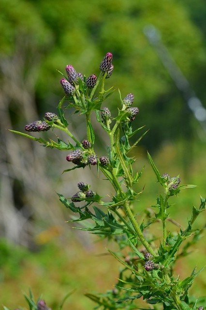 s-2017-08-19_10-21-12.jpg