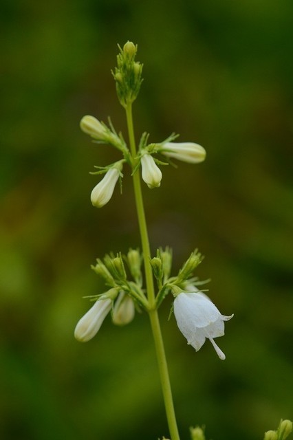 s-2017-08-19_10-50-39.jpg