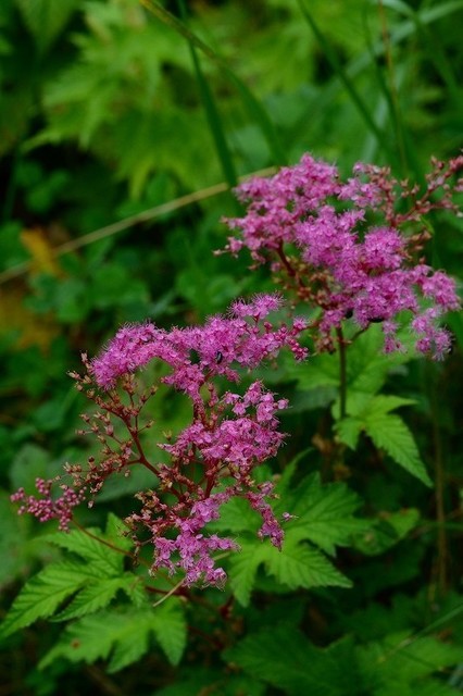 s-2017-08-19_11-57-30.jpg