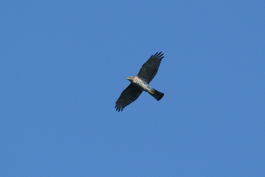 s-2017-09-24_08-06-25T.jpg