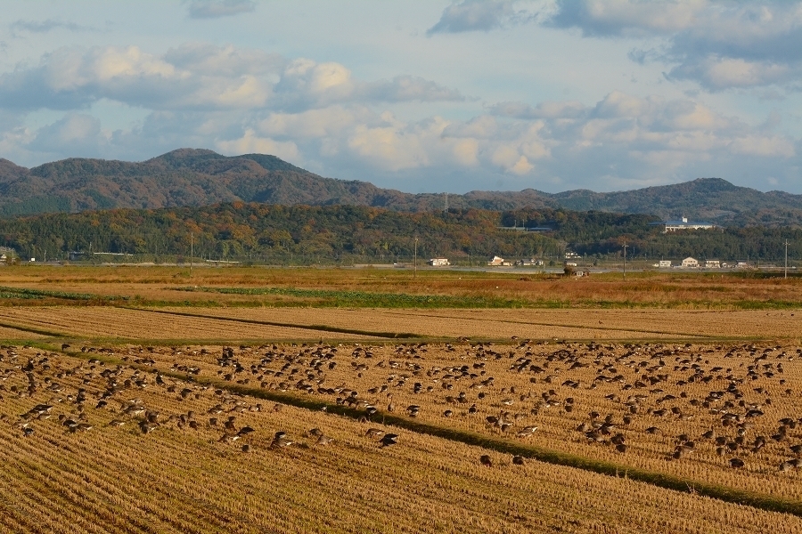 s-2017-11-25_08-13-09.jpg