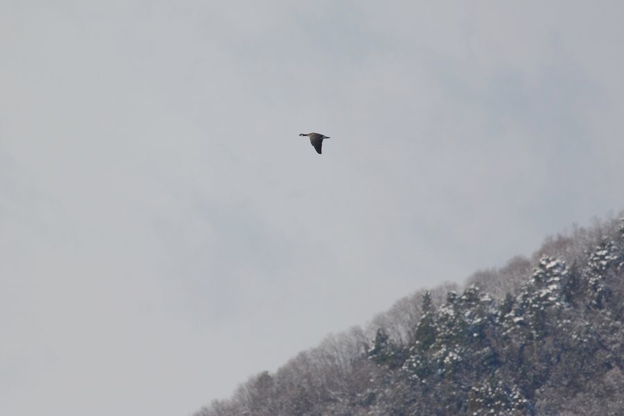 s-2018-01-04_09-34-39T.jpg
