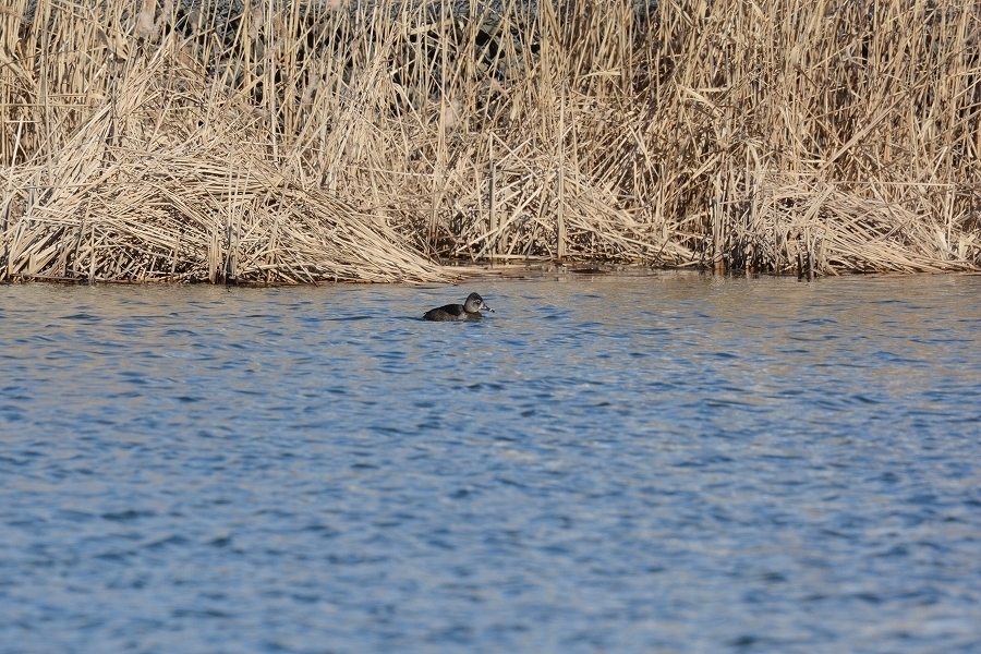 s-2018-02-06_10-02-06.jpg