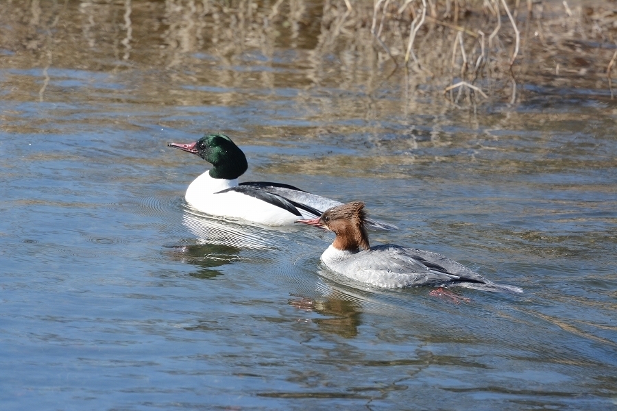 s-2018-02-12_09-58-43.jpg