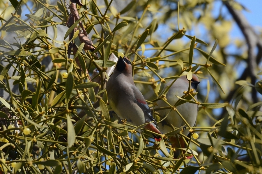 s-2018-02-12_12-07-21T.jpg