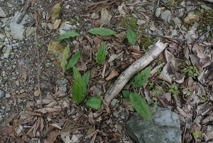 s-2018-04-30_15-06-13.jpg