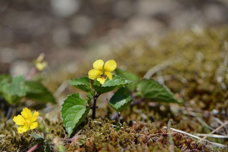 s-2018-05-05_10-49-27.jpg