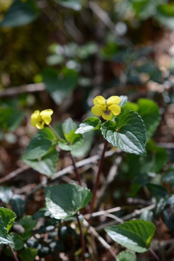 s-2018-05-05_10-55-06.jpg