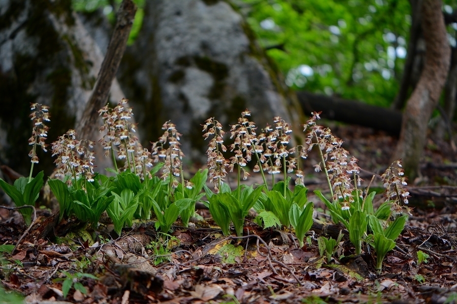 s-2018-05-19_12-37-26.jpg
