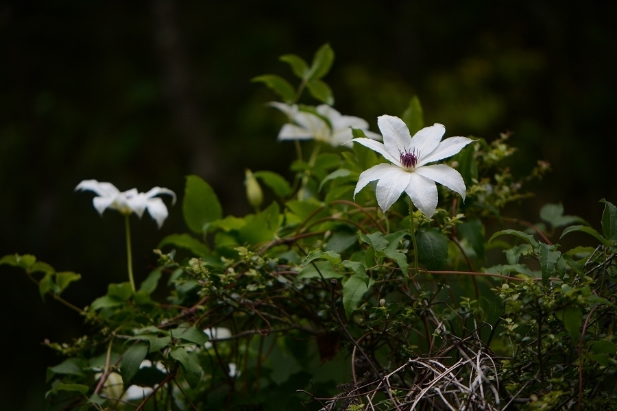 s-2018-05-19_14-32-49.jpg