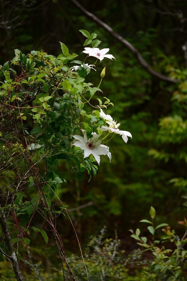 s-2018-05-19_14-33-12.jpg