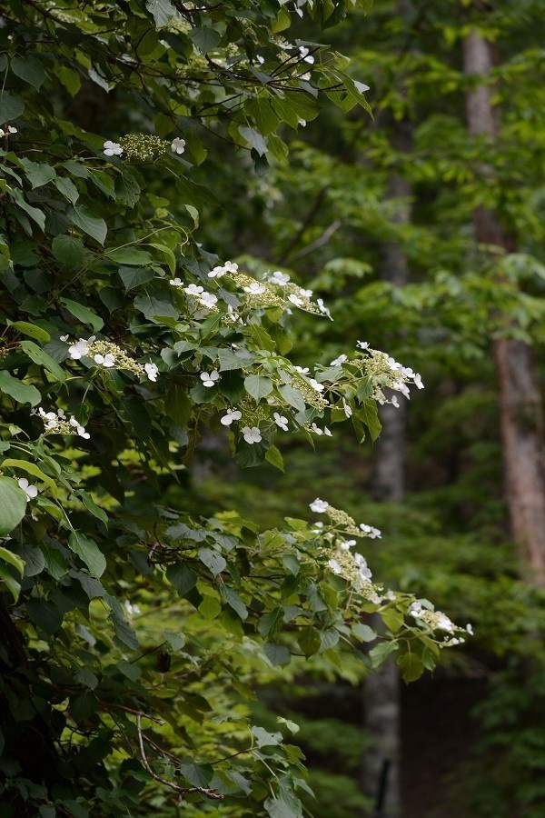 s-2018-05-27_14-03-22.jpg