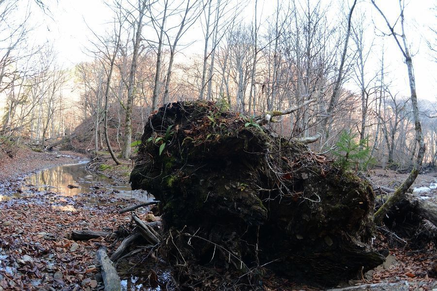 s-2018-12-02_08-43-33.jpg