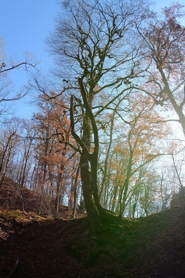 s-2018-12-02_09-15-44.jpg