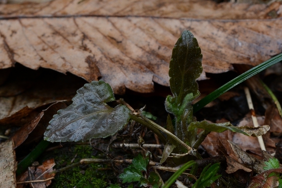 s-2019-03-30_13-17-42T.jpg