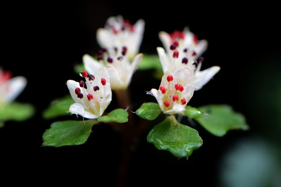 s-2019-03-30_13-41-12T.jpg