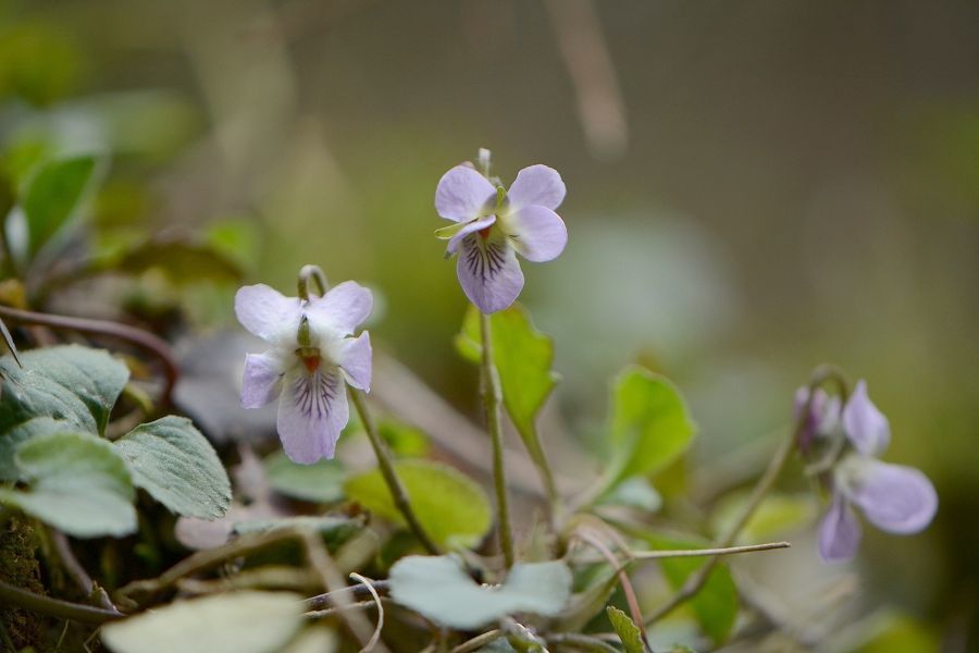 s-2019-03-30_15-19-34.jpg