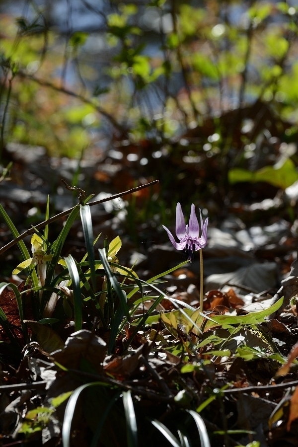 s-2019-04-13_11-47-04(1)T.jpg