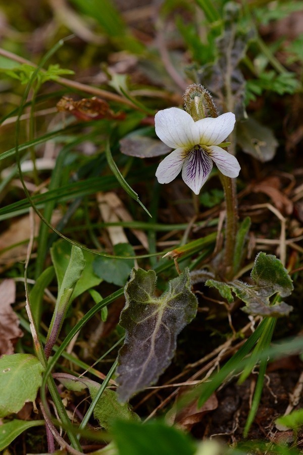s-2019-04-13_13-11-34.jpg
