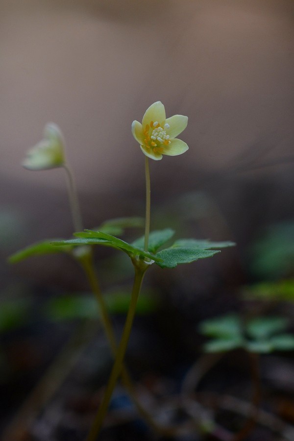 s-2019-04-20_11-08-35(1)T.jpg