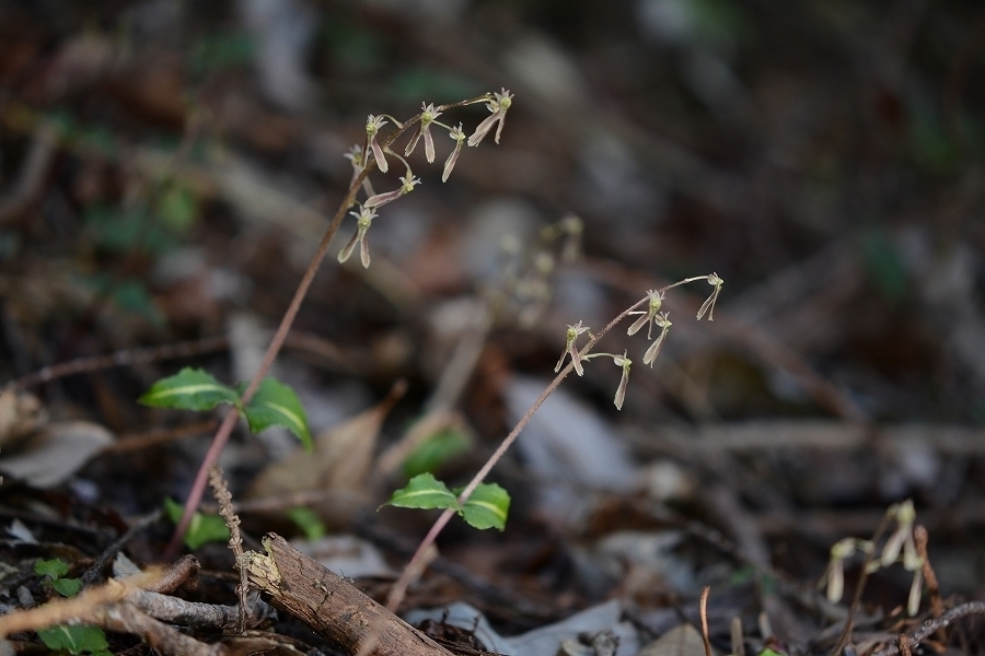 s-2019-04-20_12-35-30.jpg