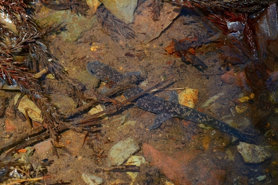 s-2019-05-02_10-06-27.jpg