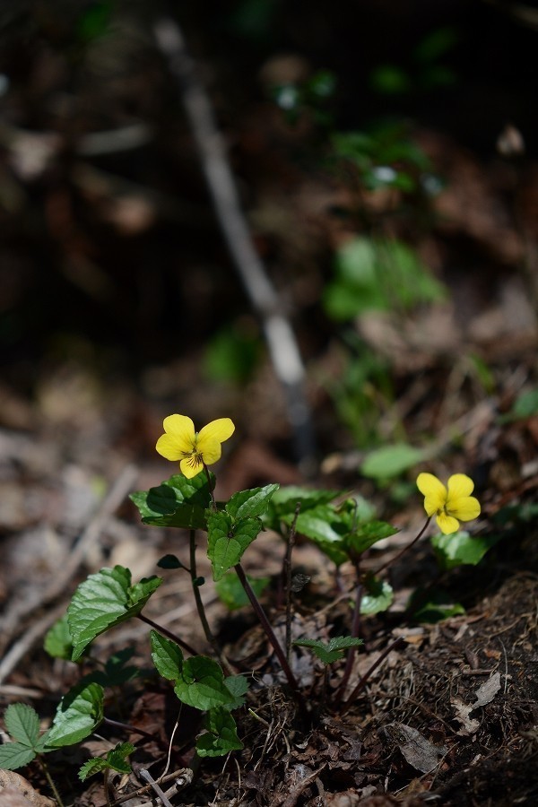s-2019-05-03_08-05-43.jpg