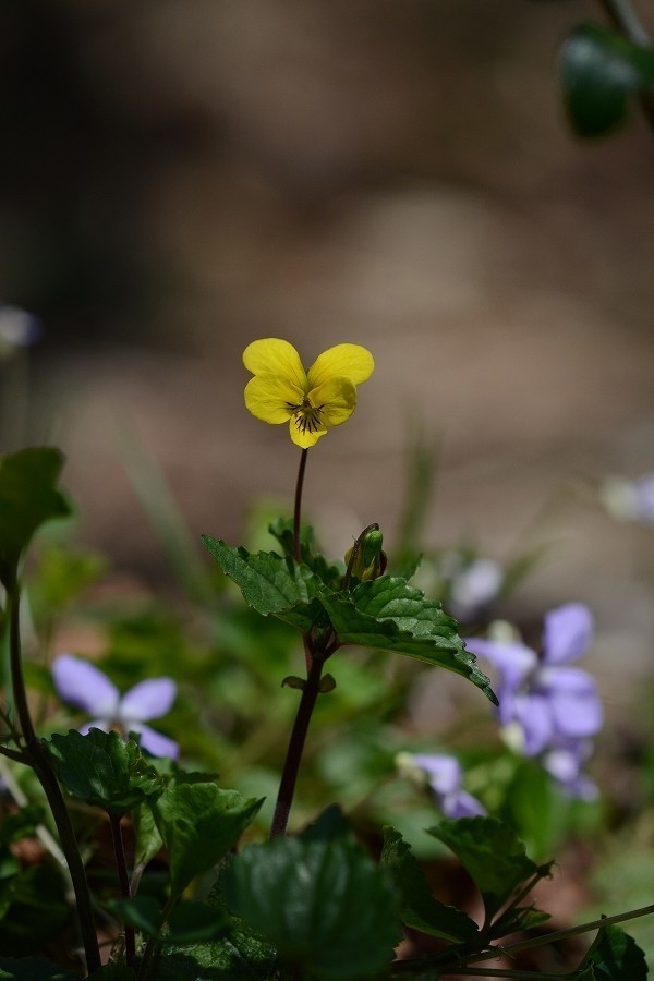 s-2019-05-03_09-53-16.jpg
