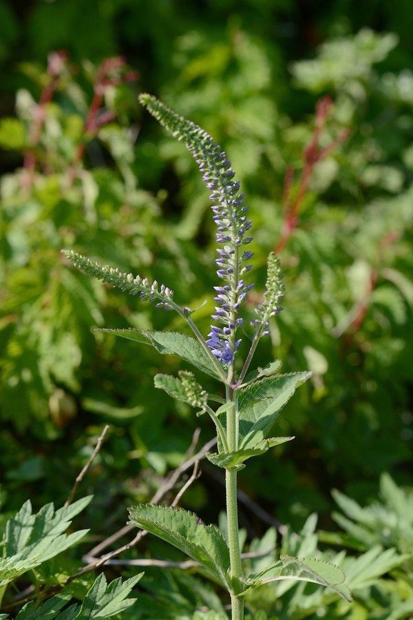 s-2019-08-03_09-05-57.jpg