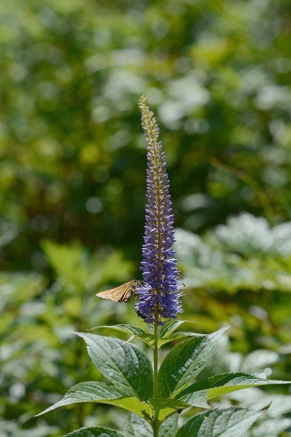 s-2019-08-03_09-27-57.jpg