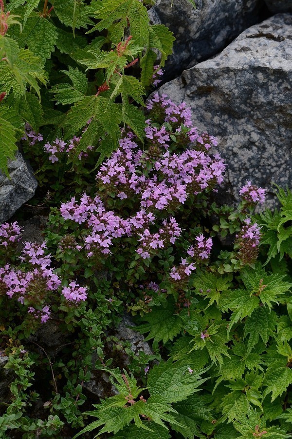 s-2019-08-03_09-47-06.jpg